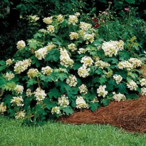 White Oakleaf Hydrangea Plants Live in Gallon Pot, Hydrangea Live Plants Change Color Perennial Planting Indoor Outdoor, Long Lasting Blooms Flower Hydrangea