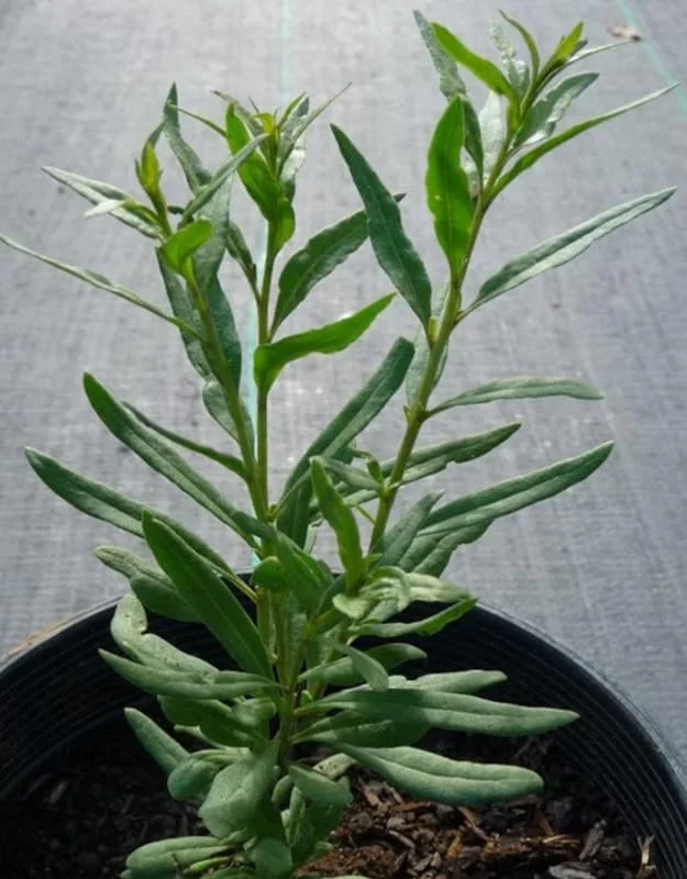 Set 2 Live Goji Berry Plant Bushes for Planting, 4-10" Goji Berry Ready to Plant, Goji Berries Tree Plants Live, Come In Pot