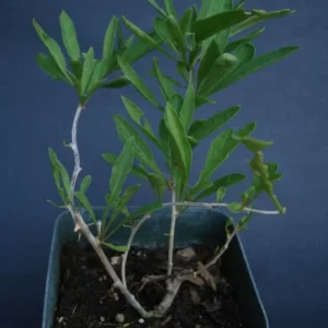 Set 2 Live Goji Berry Plant Bushes for Planting, 4-10