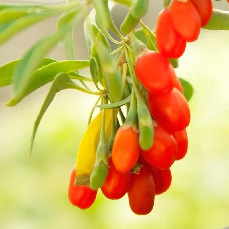 Set 2 Live Goji Berry Plant Bushes for Planting, 4-10" Goji Berry Ready to Plant, Goji Berries Tree Plants Live, Come In Pot