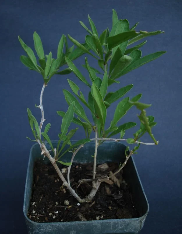 Live Goji Berry Plant Bush for Planting, Goji Berry Ready to Plant, 4 to 10 Inc Tall, Come In Pot, Goji Berries Tree Plant Live