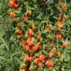 Set 2 Live Goji Berry Plant Bushes for Planting, 4-10" Goji Berry Ready to Plant, Goji Berries Tree Plants Live, Come In Pot