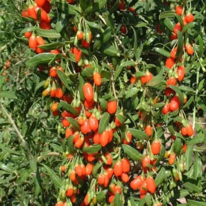 Set 2 Live Goji Berry Plant Bushes for Planting, 4-10" Goji Berry Ready to Plant, Goji Berries Tree Plants Live, Come In Pot