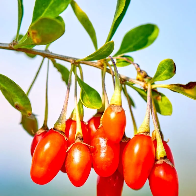 Live Goji Berry Plant Bush for Planting, Goji Berry Ready to Plant, 4 to 10 Inc Tall, Come In Pot, Goji Berries Tree Plant Live