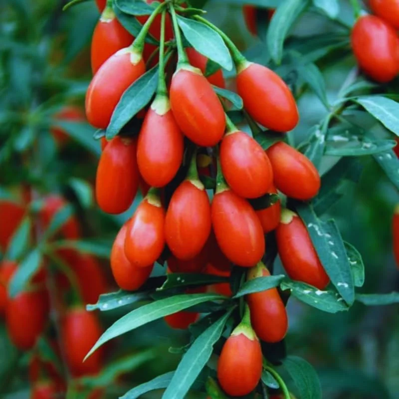 Set 2 Live Goji Berry Plant Bushes for Planting, 4-10" Goji Berry Ready to Plant, Goji Berries Tree Plants Live, Come In Pot