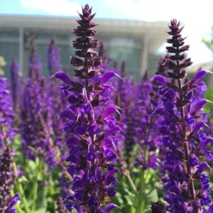 2 Herb Salvia Blue Plants in 4 Inches Pot, Blue Sage Plants Live, Summer Planting, 3 to 5 Inches in Tall