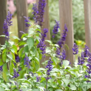 4 Purple Blue Salvia Plants Live in Pot, 2 Plants per Pot Russian Sage, Deep Blue Sage Plants, Starter Plant in Pot, Ready to Grow, Summer Planting