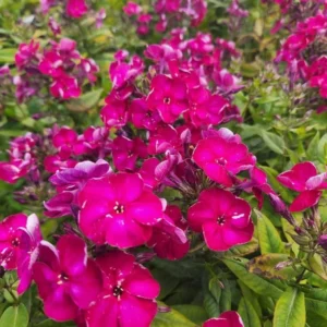 Cherry Dwarf Phlox Live Plants, Set 2 Red Phlox Plants Live in 4 Inches Pot, Summer Planting Phlox, Creeping Grow Cover