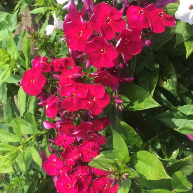 Cherry Dwarf Phlox Live Plants, Set 2 Red Phlox Plants Live in 4 Inches Pot, Summer Planting Phlox, Creeping Grow Cover