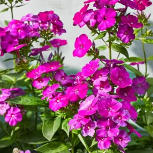 Cherry Dwarf Phlox Live Plants, Set 2 Red Phlox Plants Live in 4 Inches Pot, Summer Planting Phlox, Creeping Grow Cover