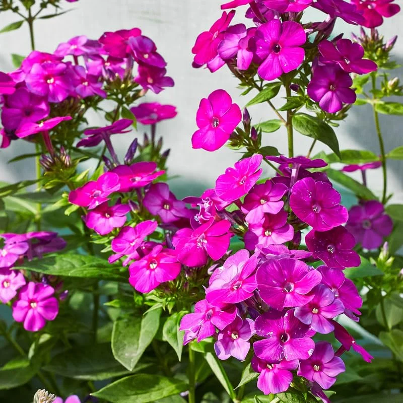 Cherry Dwarf Phlox Live Plants, Set 2 Red Phlox Plants Live in 4 Inches Pot, Summer Planting Phlox, Creeping Grow Cover