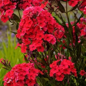 Cherry Dwarf Phlox Live Plants, Set 2 Red Phlox Plants Live in 4 Inches Pot, Summer Planting Phlox, Creeping Grow Cover