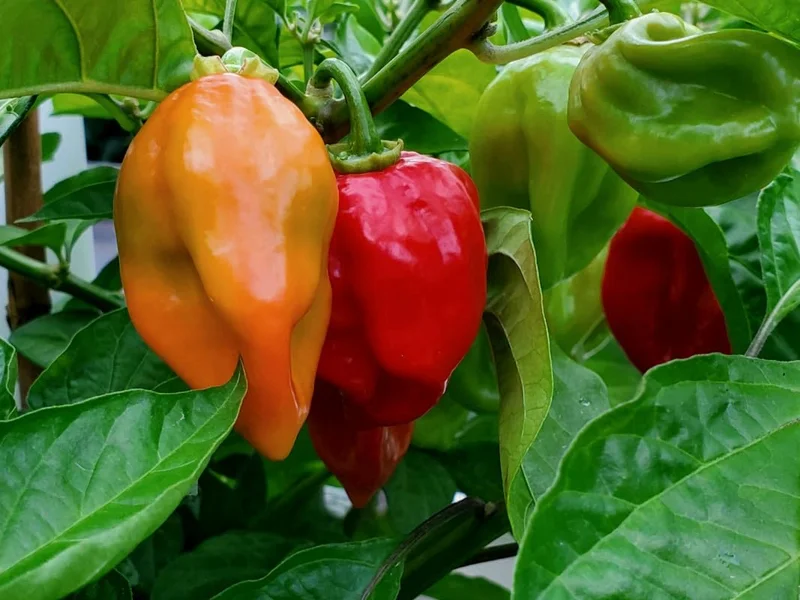 4 Habanero Red Pepper Chili Plants in 4 Inches Pot, Hot Habanero Plant Live, 4 Months Old Pepper