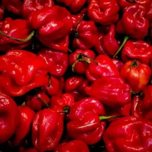 4 Habanero Red Pepper Chili Plants in 4 Inches Pot, Hot Habanero Plant Live, 4 Months Old Pepper