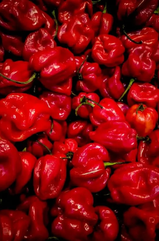 4 Habanero Red Pepper Chili Plants in 4 Inches Pot, Hot Habanero Plant Live, 4 Months Old Pepper