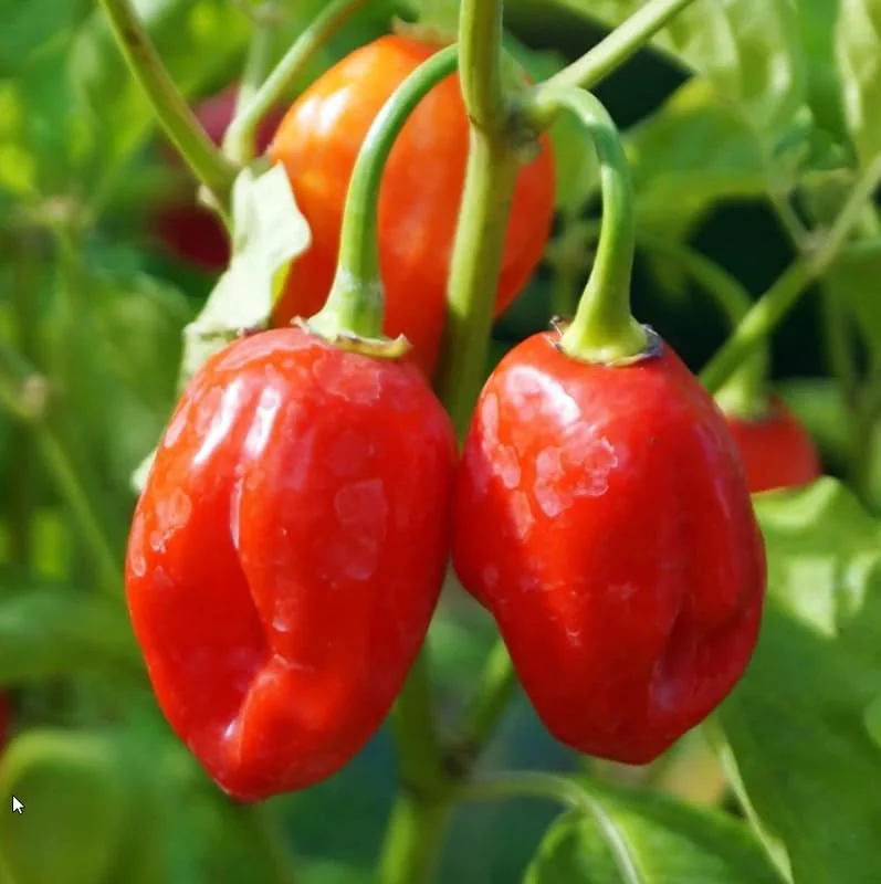 4 Habanero Red Pepper Chili Plants in 4 Inches Pot, Hot Habanero Plant Live, 4 Months Old Pepper