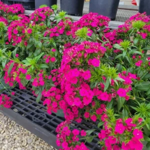 Set 4 Red Phlox Plants Live in 4 Inches Pot, Cherry Dwarf Phlox Live Plants, Summer Planting Phlox, Creeping Grow Cover