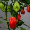 Set 4 Big Habanero Red Pepper Chili Plants in 4 Inches Pot, Hot Habanero Plant Live, 4 Months Old Pepper