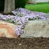 2 Creeping Phlox Live Plants in Pot, Candy Stripe Creeping Phlox Plants, Starter