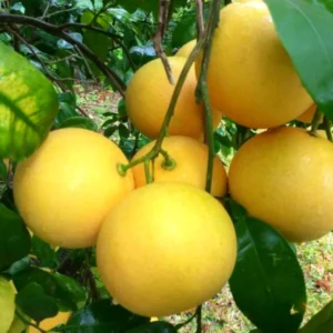 Pomelo Grapefruit Tree Live Plant, 3 Feet Tall in Pot, Pomelo Grapefruit Grafted Tree, Sweet Pomelo Tree for Planting, No CA, HI, PR, GU, AK