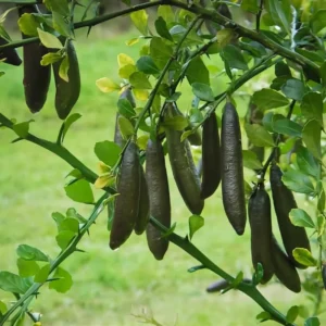 Finger Lime Grafted Tree Live Plant for Planting, 2-3 Feet Tall in Pot, Finger Lime Plant, Citrus Tree Plant Live, No CA, HI, PR, GU, AK