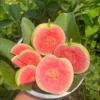 Guava Tree Grafted Live Plant, 2-3 Feet Tall in 3 Gallon Pot, Well Rooted, Ready to Bear Fruit, Large Guava Tree for Planting, No CA, HI, PR, GU, AK