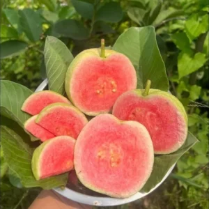 Guava Tree Grafted Live Plant, 2-3 Feet Tall in 3 Gallon Pot, Well Rooted, Ready to Bear Fruit, Large Guava Tree for Planting, No CA, HI, PR, GU, AK
