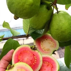 Large Guava Tree for Planting, Guava Grafted Live Plant, 2-3 Feet Height in 3 Gallon Pot, Sweet Guava Tree for Gardening, Spring or Fall Planting, No CA, HI, PR, GU, AK