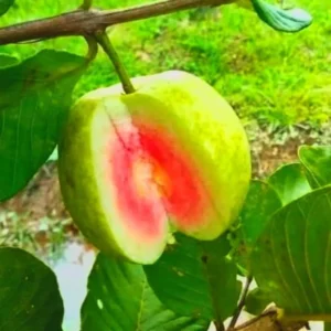 Large Guava Tree for Planting, Guava Grafted Live Plant, 2-3 Feet Height in 3 Gallon Pot, Sweet Guava Tree for Gardening, Spring or Fall Planting, No CA, HI, PR, GU, AK