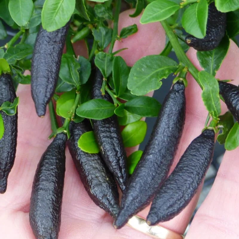 Finger Lime Tree Live Plant Grafted, 2 Feet Tall Lime Tree in Pot, Finger Lime Plant, Citrus Tree Plant Live, No CA, HI, PR, GU, AK