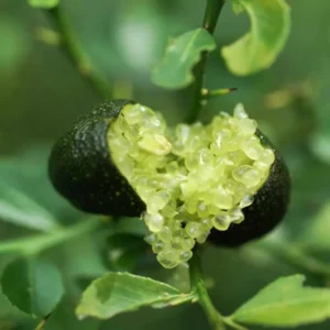 Finger Lime Tree Live Plant Grafted, 2 Feet Tall Lime Tree in Pot, Finger Lime Plant, Citrus Tree Plant Live, No CA, HI, PR, GU, AK