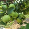 Set 3 Guava Trees Plants In 4" Pot, 6-10" In Tall, Guava Trees Live Plant, Guava Trees Plants, Starter Size Guava For Planting In 4" Pot