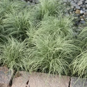 Set 4 Colorgrass Green Grass Live Plants in 4 Inches Pot, Oramental Grass for Gardening Lawn Patio