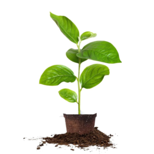 American Persimmon Tree Live Plant - 10 to 12 Inch Tall, Well-Rooted Persimmon Tree for Planting, Sweet Fruit-Bearing Tree, Suitable for Home Gardens, Hardy in Zones 5-9