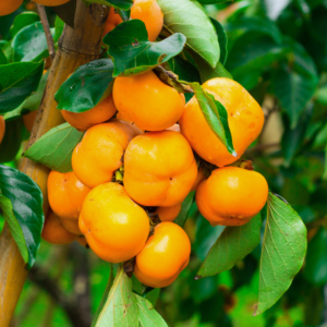 American Persimmon Tree Live Plant - 10 to 12 Inch Tall, Persimmon Fruit Tree for Planting, Hardy and Well-Rooted