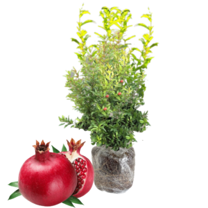 Live Pomegranate Tree Plant, Fruit-Bearing Pomegranate, 6-8 Inches Tall, Wonderful Pomegranate Tree, Pomegranate Plant Tree