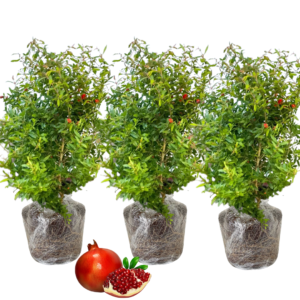 Set 3 Wonderful Pomegranate Tree Live Plant - 5 to 7  Inches Tall, Pomegranate Fruit Tree Plant for Home Garden