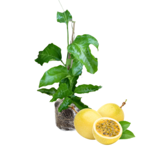 Passion Fruit Tree Live Plant, Yellow  Passion Fruit Tree -  5 to 10 Inch Tall, Well Rooted, Ready for Planting