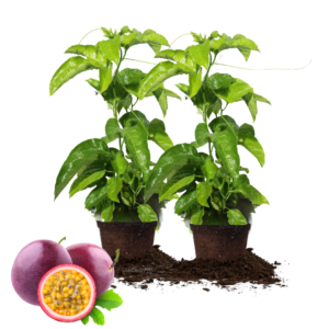 2 Purple Passionfruit Plant Live, Passion Fruit Plant, Passion Fruit Tree, 8 -10 Inches Tall, Fast Growing and Ready to Plant
