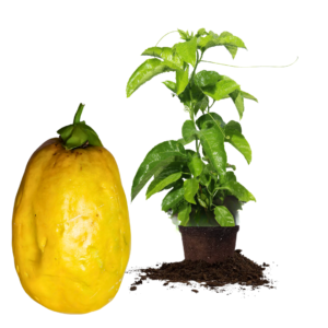 Giant Passionfruit Plant Live, Passion Fruit Plant, Passion Fruit Tree, 10-15 Inches Tall, Fast Growing and Ready to Plant