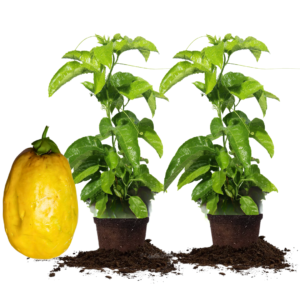 2 Giant Passionfruit Plant Live, Passion Fruit Plant, Passion Fruit Tree, 10-15 Inches Tall, Fast Growing and Ready to Plant