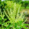 3 Holy Basil Plants Live - 4 Inch Pots, Tulsi Basil Plants for Your Garden