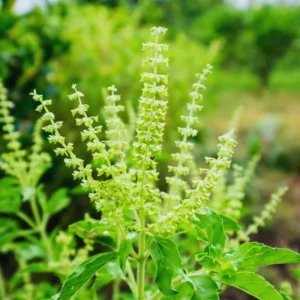 3 Holy Basil Plants Live - 4 Inch Pots, Tulsi Basil Plants for Your Garden