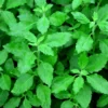 3 Holy Basil Plants Live - 4 Inch Pots, Tulsi Basil Plants for Your Garden