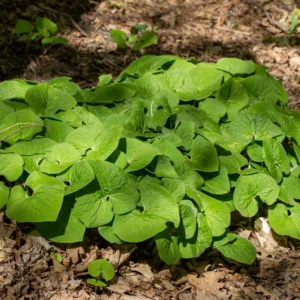 Wild Ginger Rhizomes for Garden - Asarum Canadense, Perennial Ground Cover for Shade