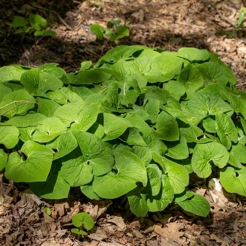 Wild Ginger Rhizomes for Garden - Asarum Canadense, Perennial Ground Cover for Shade