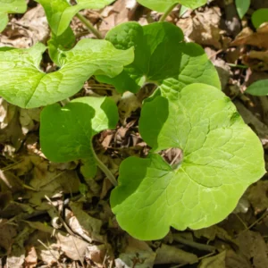 Wild Ginger Rhizomes for Garden - Asarum Canadense, Perennial Ground Cover for Shade