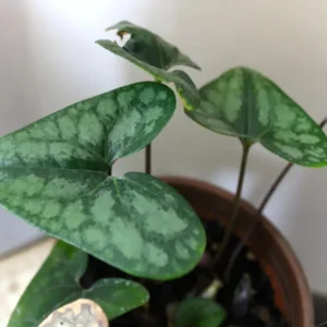 Heartleaf Ginger Plant Bare Roots, Hexastylis Arifolia - Perennial Ginger Bulbs for Planting