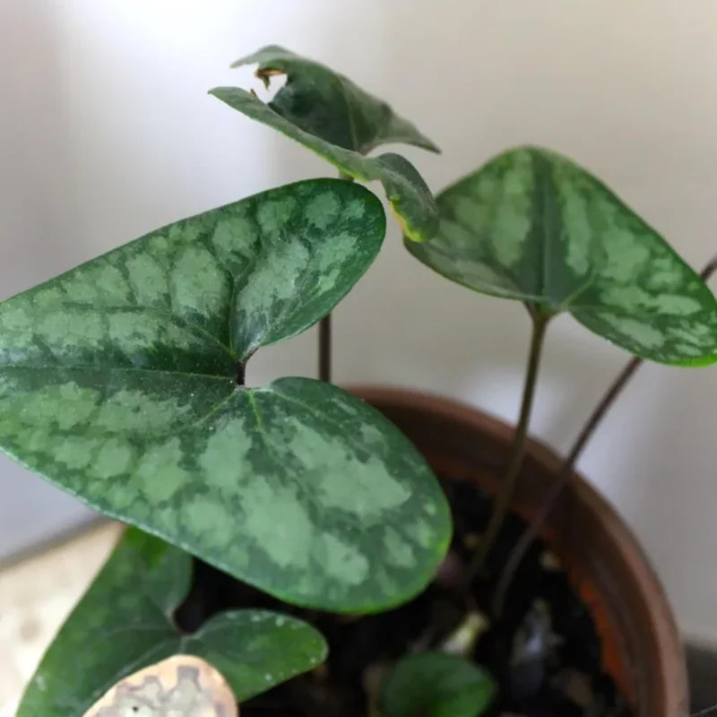 Heartleaf Ginger Plant Bare Roots, Hexastylis Arifolia - Perennial Ginger Bulbs for Planting