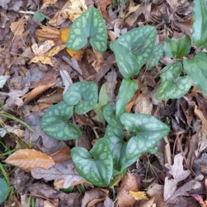 Heartleaf Ginger Plant Bare Roots, Hexastylis Arifolia - Perennial Ginger Bulbs for Planting